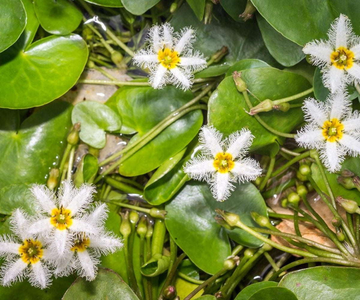 Water Snowflake Live Plant – Nymphoides indica – Aquatic Floating Pond Plant