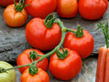 Rutgers Tomato Seeds – 30 Heirloom Red Slicing Tomato Seeds for Planting