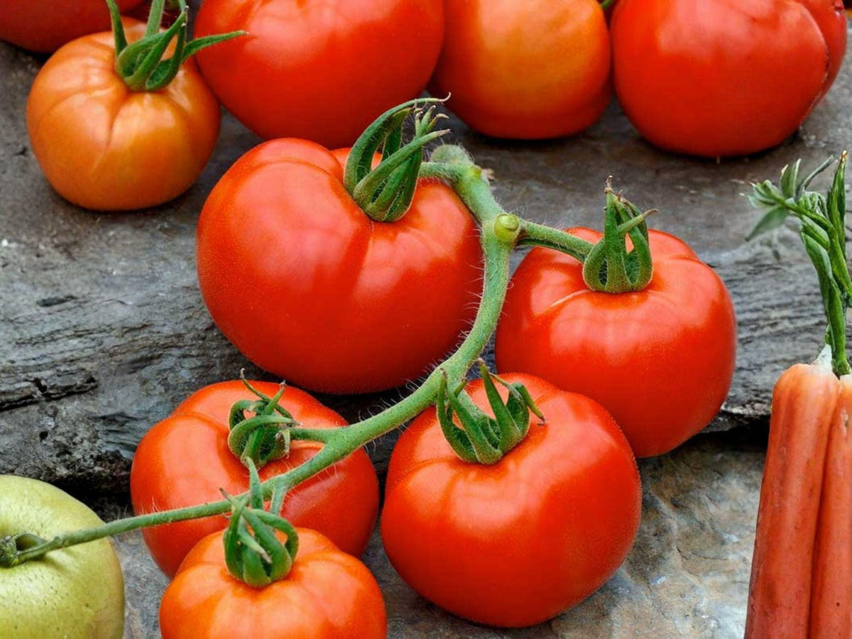 Rutgers Tomato Seeds – 30 Heirloom Red Slicing Tomato Seeds for Planting