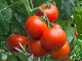 Super Sioux Tomato Seeds – 30 Heirloom Heat Tolerant Red Tomato Seeds