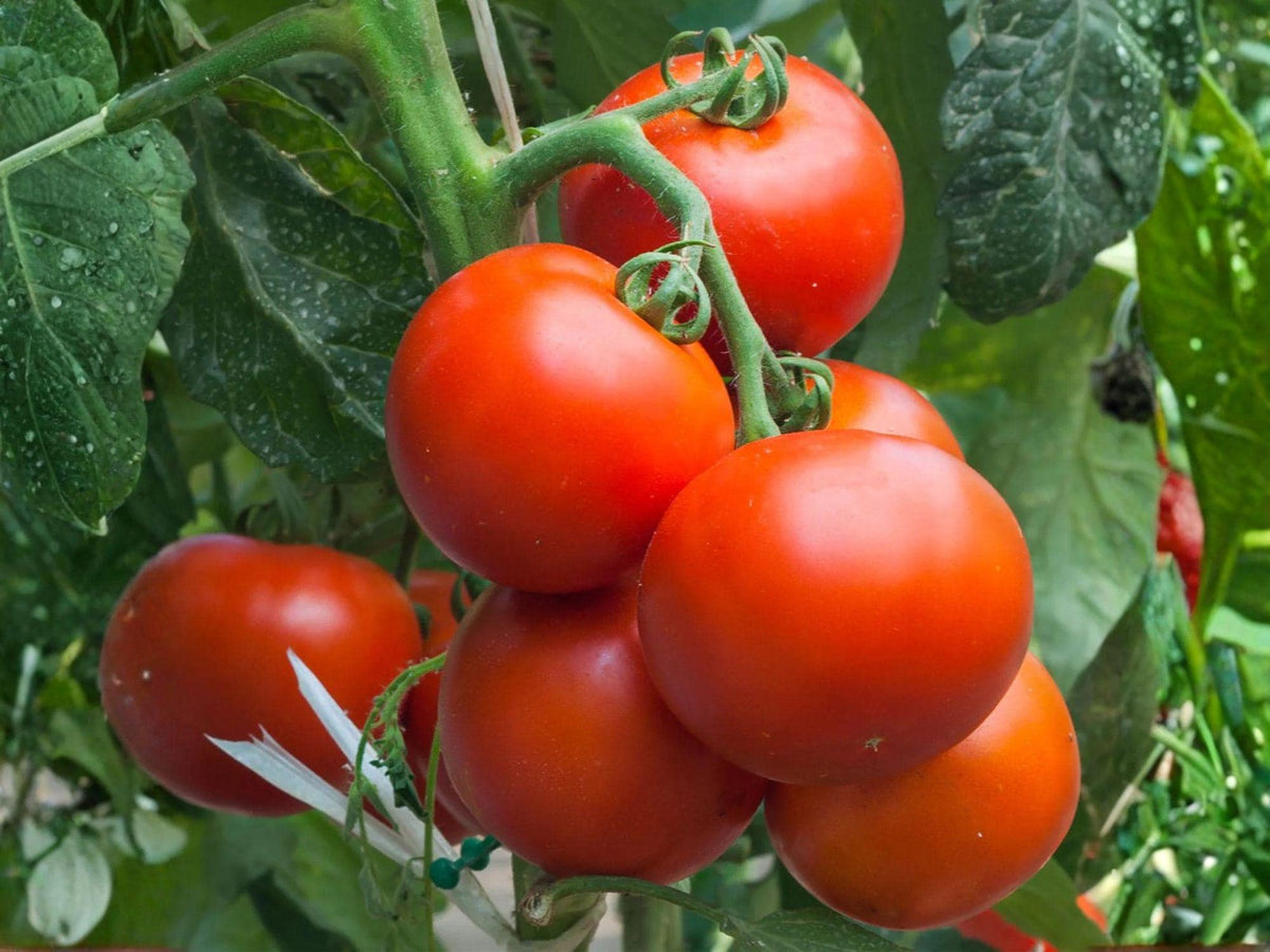 Super Sioux Tomato Seeds – 30 Heirloom Heat Tolerant Red Tomato Seeds