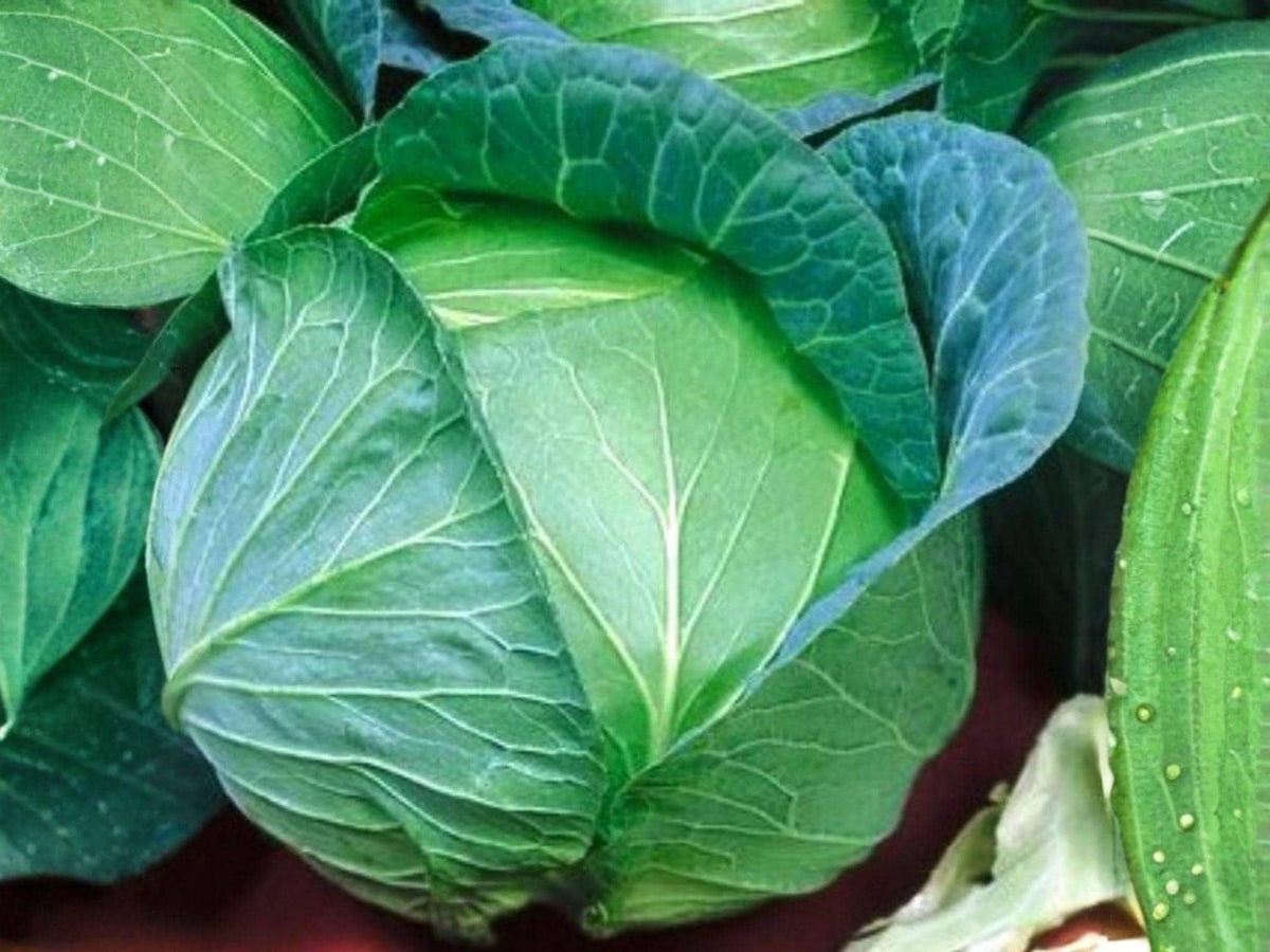 Danish Ballhead Cabbage Seeds – 500 Heirloom Vegetable Seeds, Cold Hardy Garden Crop