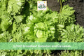 1000 Seeds Heirloom Broadleaf Batavian Endive Leafy Vegetable Garden Greens