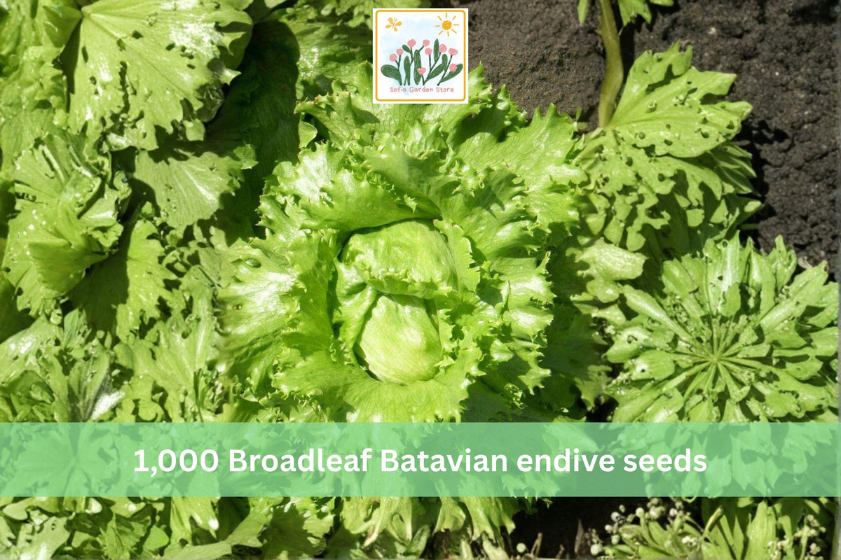 1000 Seeds Heirloom Broadleaf Batavian Endive Leafy Vegetable Garden Greens