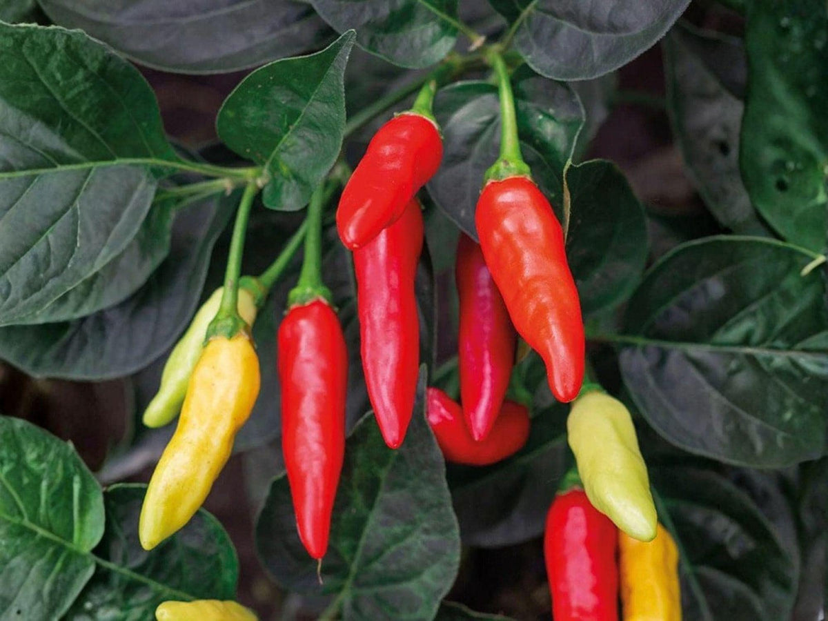 Ms. Junie Hot Pepper Seeds – 50 Heirloom Chili Seeds for Spicy Red Garden Peppers