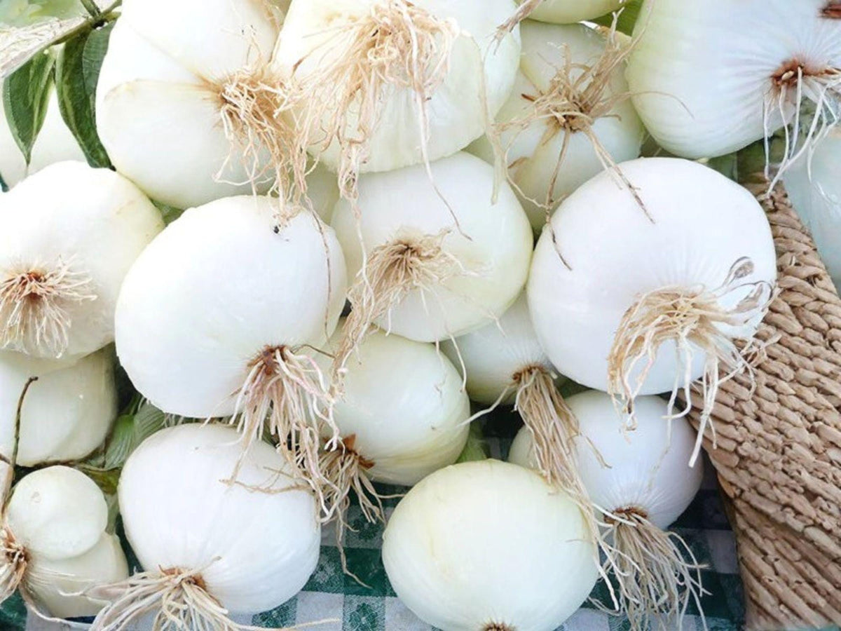 Walla Walla Sweet Onion Seeds – Heirloom Large Mild Yellow Garden Vegetable (50 Count)