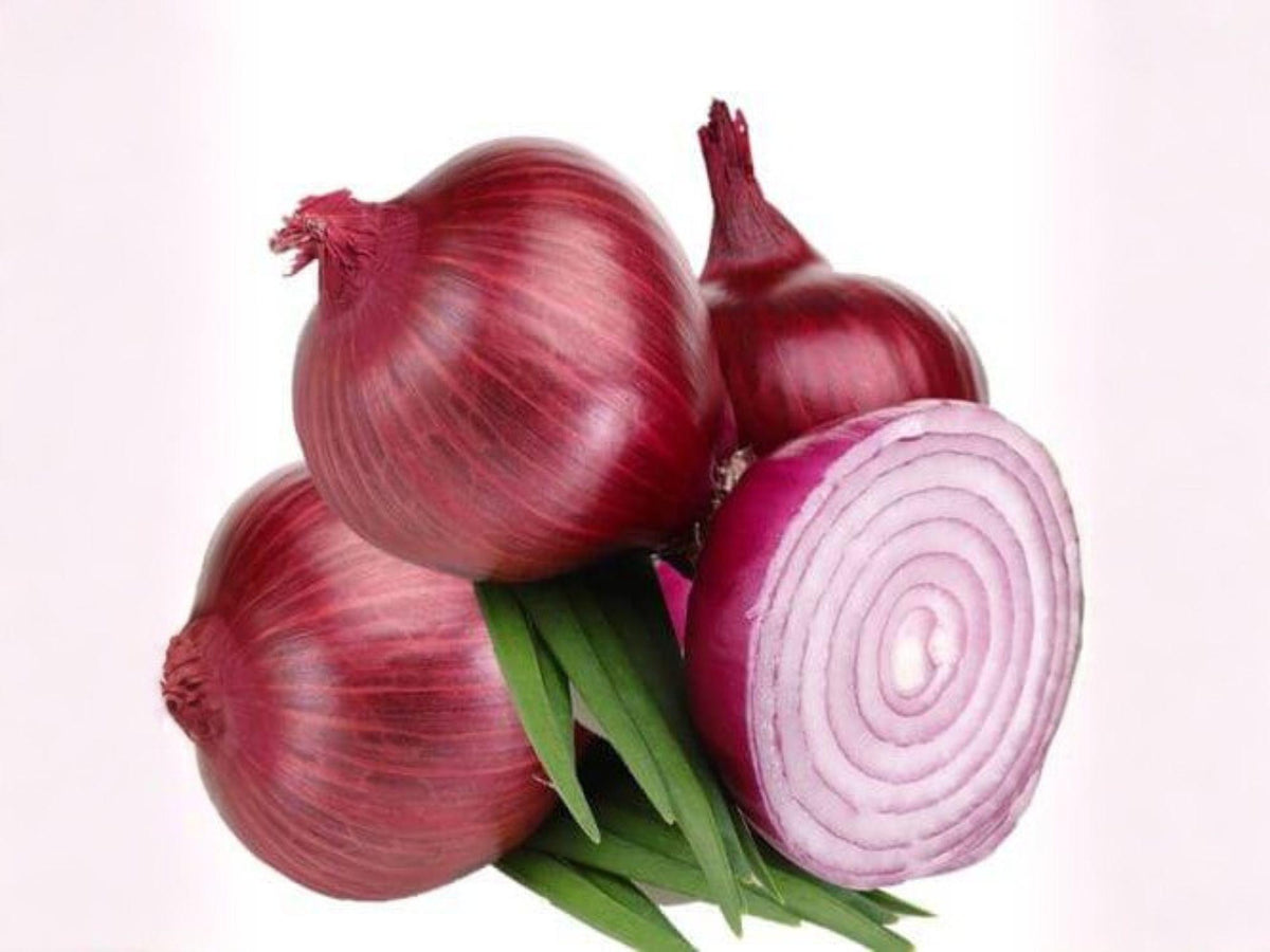 Red Grano Onion Seeds – 50 Heirloom Short Day Vegetable Garden Variety