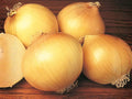 Utah Yellow Sweet Spanish Onion Seeds – 50 Heirloom Long Day Garden Bulbs