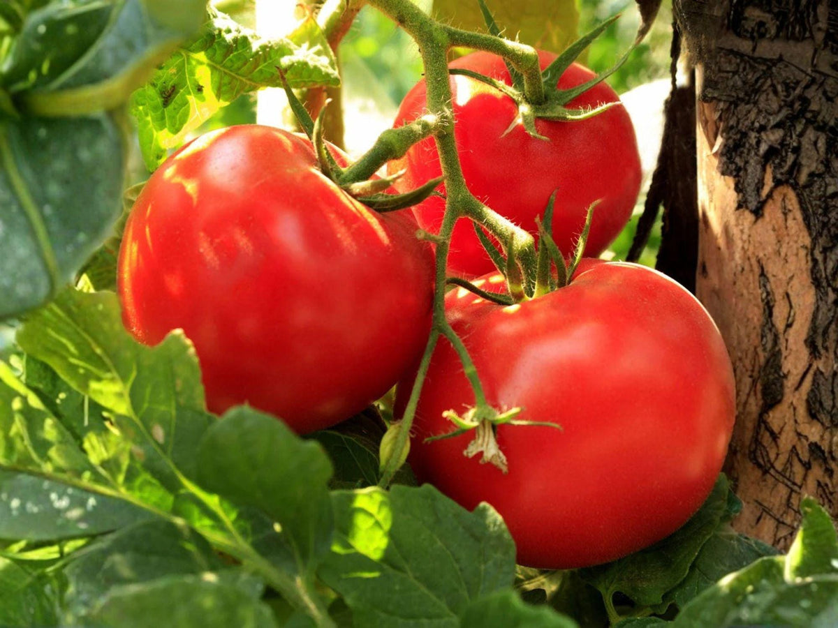 Legend Heirloom Tomato Seeds – 30 Slicing Red, Disease Resistant Garden Plants