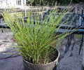 Dwarf Horsetail Rush Live Pond Plant – Equisetum scirpoides Hardy Aquatic Marginal