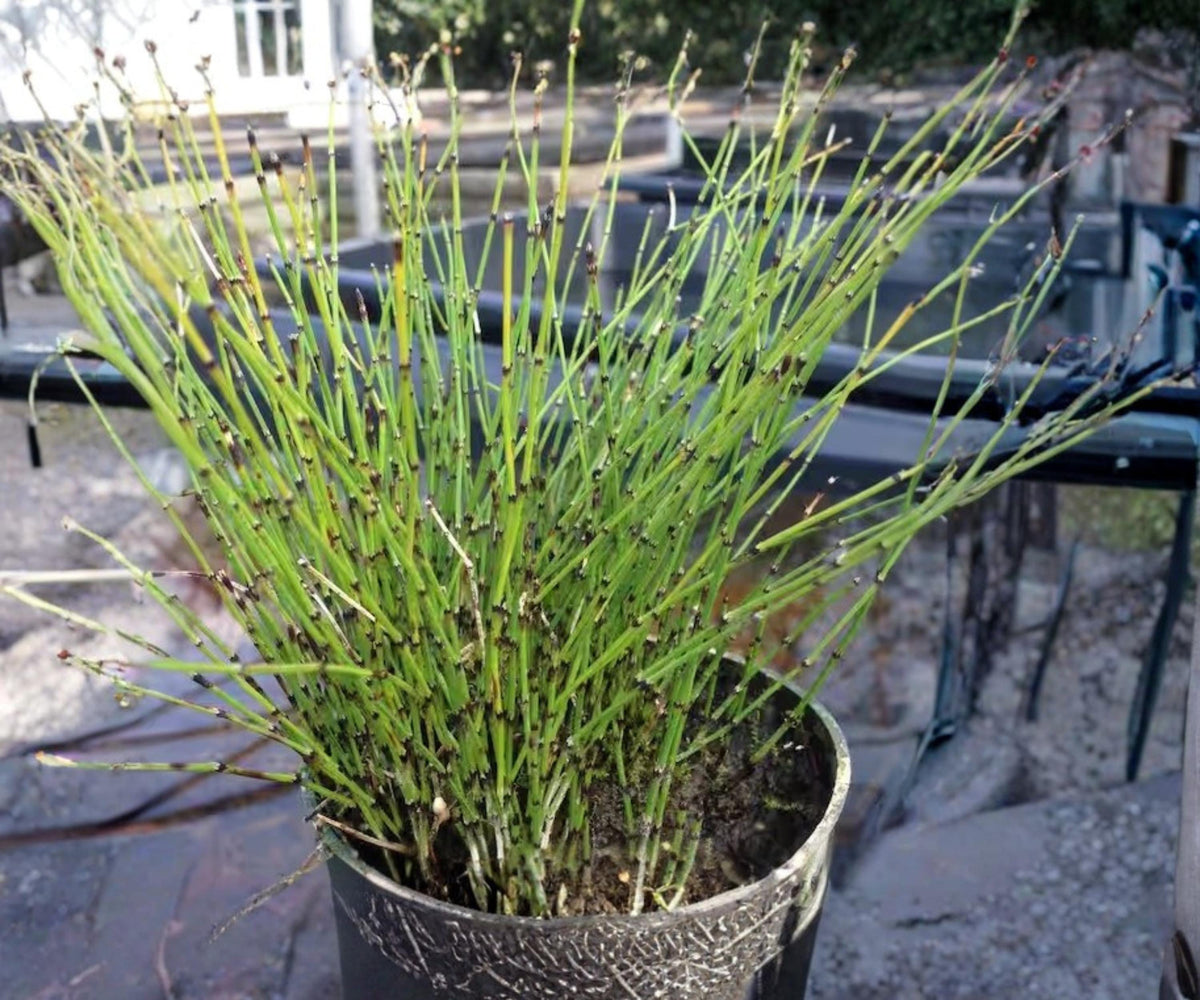 Dwarf Horsetail Rush Live Pond Plant – Equisetum scirpoides Hardy Aquatic Marginal