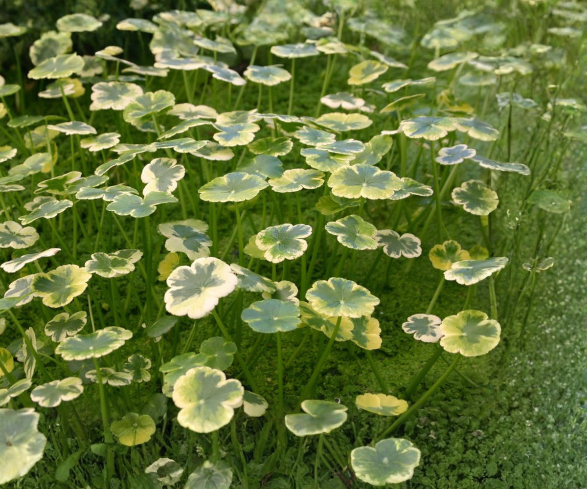 Variegated Pennywort Live Plant – Hydrocotyle ranunculoides 'Crystal Ball'