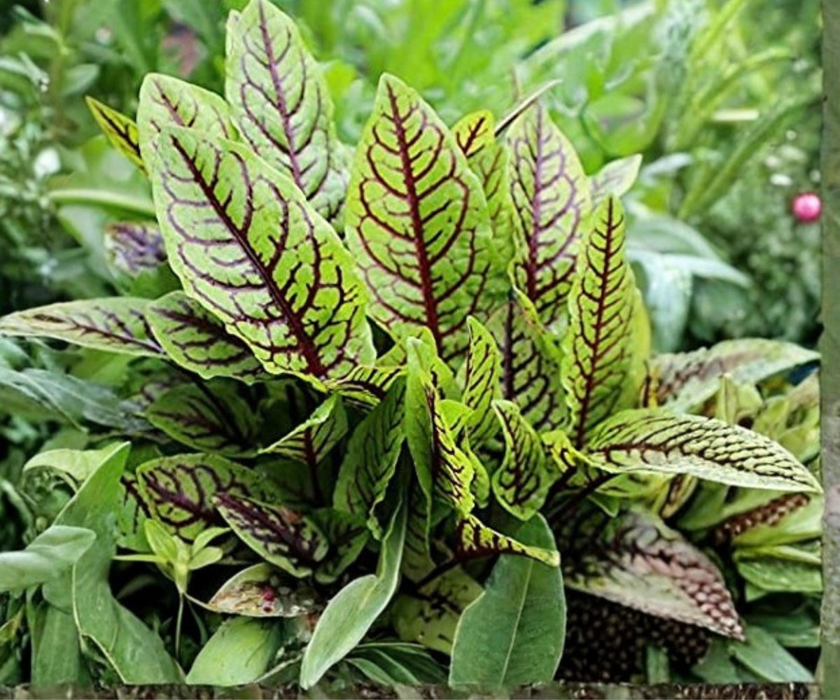 Bloody Dock Pond Plant – Red Veined Sorrel Hardy Aquatic Marginal Bog Garden Foliage