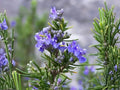 Heirloom Rosemary Herb Seeds – 50 Seeds for Culinary Gardens