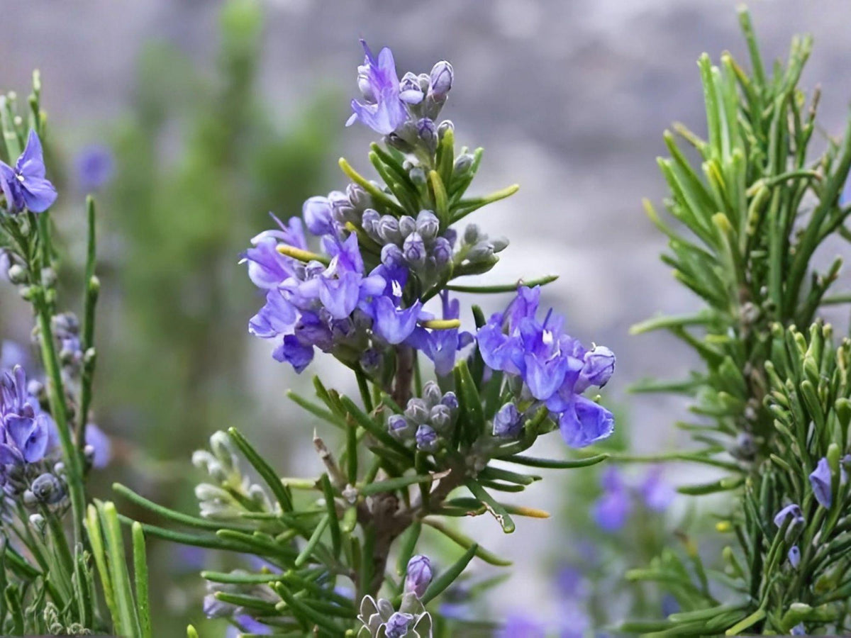 Heirloom Rosemary Herb Seeds – 50 Seeds for Culinary Gardens