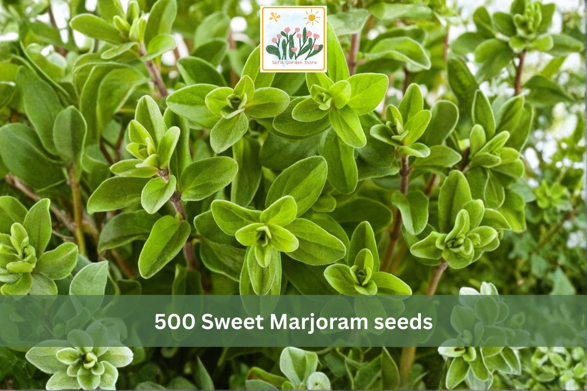 500 Marjoram Herb Seeds Sweet Marjoram Heirloom Culinary Garden Container