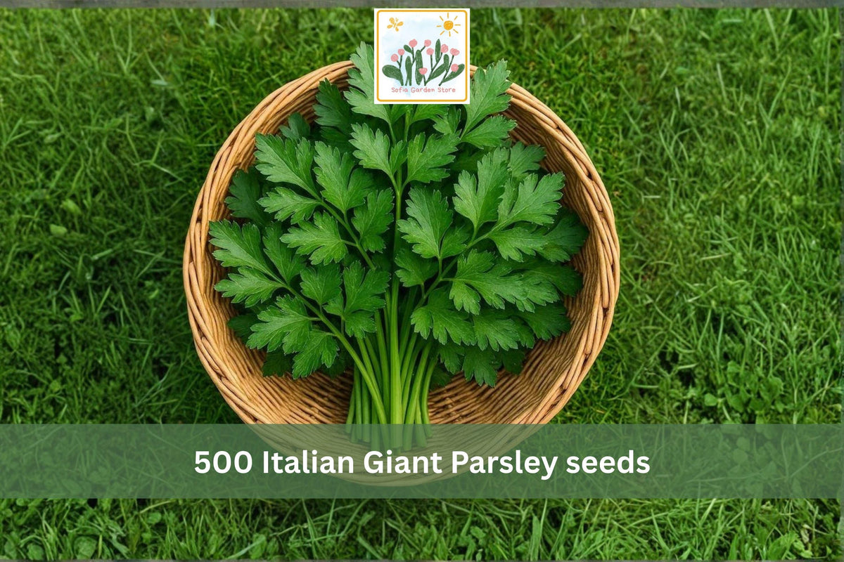 500 Seeds Italian Giant Parsley Dark Green Flat Leaf Culinary Herb