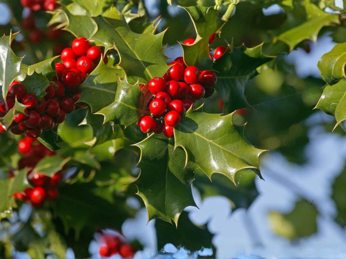English Holly Seeds – 10 Ilex Aquifolium Evergreen Tree Seeds