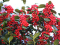 Chinese Holly Seeds – 10 Ilex Cornuta Evergreen Shrub Seeds for Planting