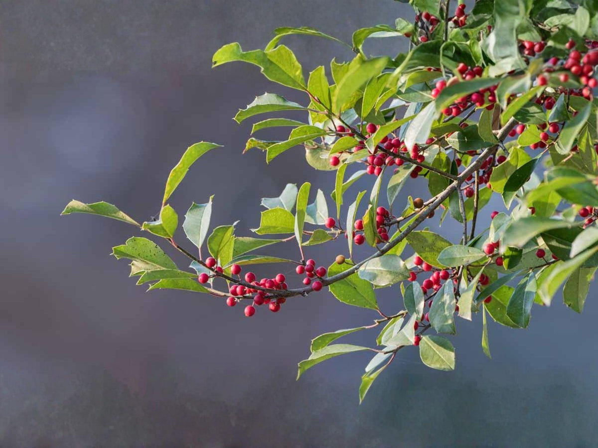 American Holly Seeds – 10 Ilex Opaca Evergreen Tree Seeds for Planting