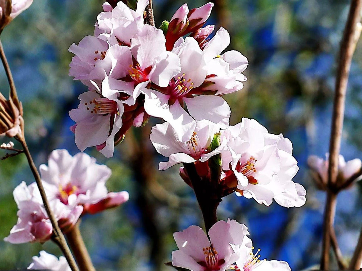 Nanking Cherry Seeds – 10 Prunus Tomentosa Fruit Shrub Seeds