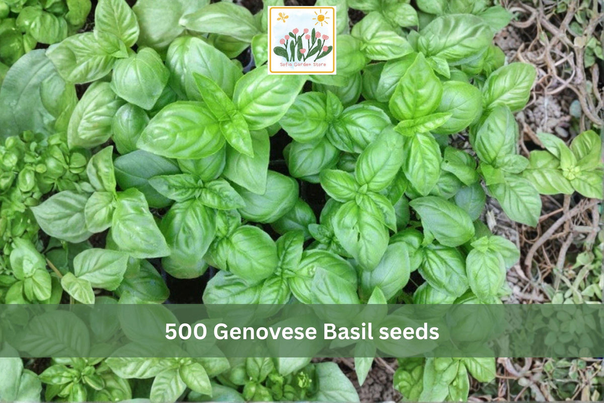 500 Seeds Genovese Basil Sweet Italian Herb Garden Planting Ocimum basilicum