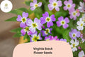 Virginia Stock Seeds – 100 Malcolmia maritima Annual Flower Seeds for Borders & Cottage Gardens