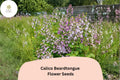 100 Calico Beardtongue Seeds – Penstemon calycosus Native Purple Wildflower Perennial