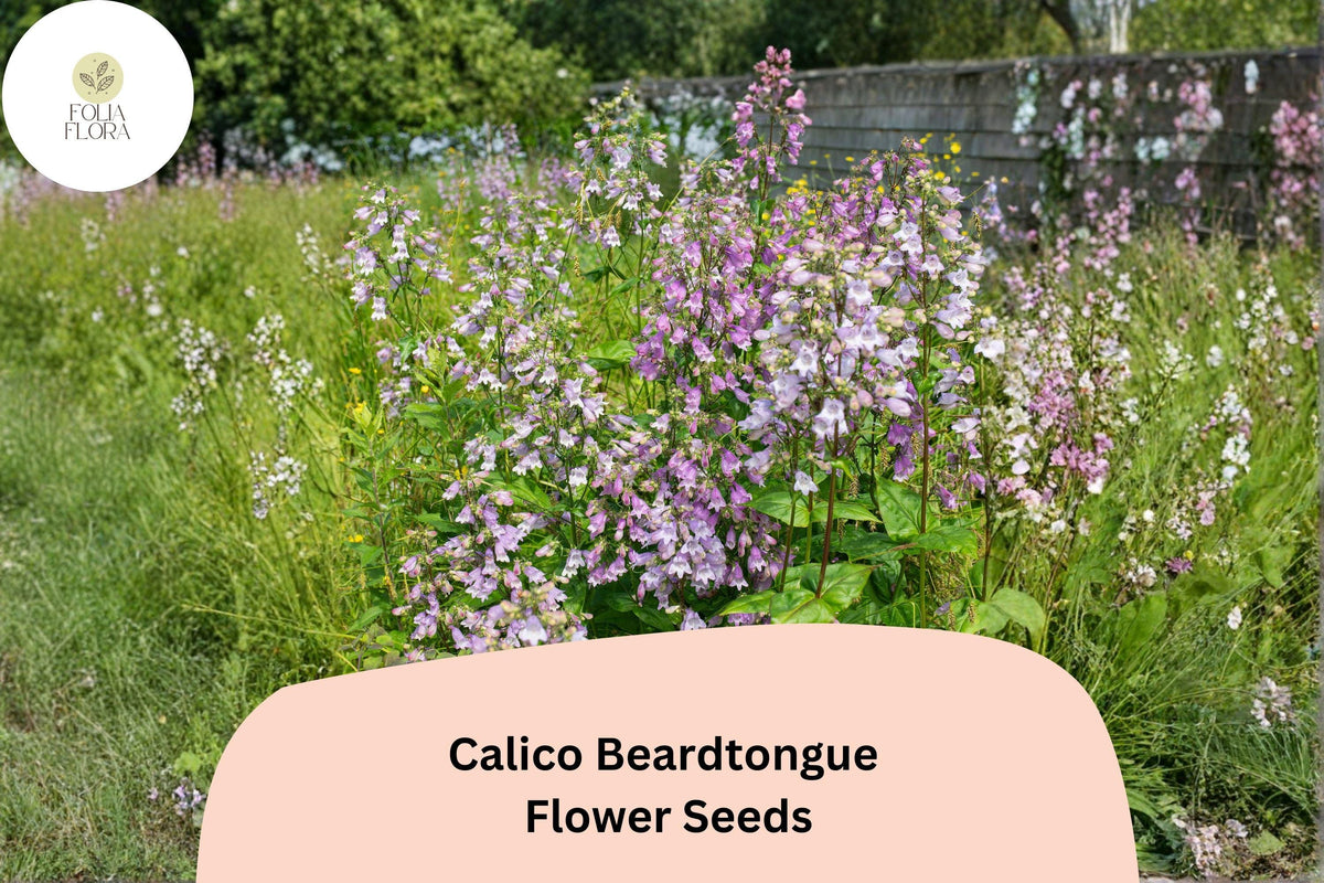 100 Calico Beardtongue Seeds – Penstemon calycosus Native Purple Wildflower Perennial
