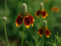 100 Prairie Coneflower Seeds – Heirloom Non-GMO Wildflower for Garden Planting