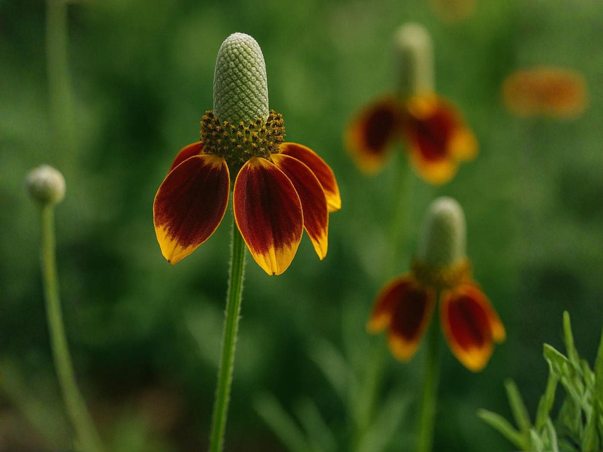 100 Prairie Coneflower Seeds – Heirloom Non-GMO Wildflower for Garden Planting