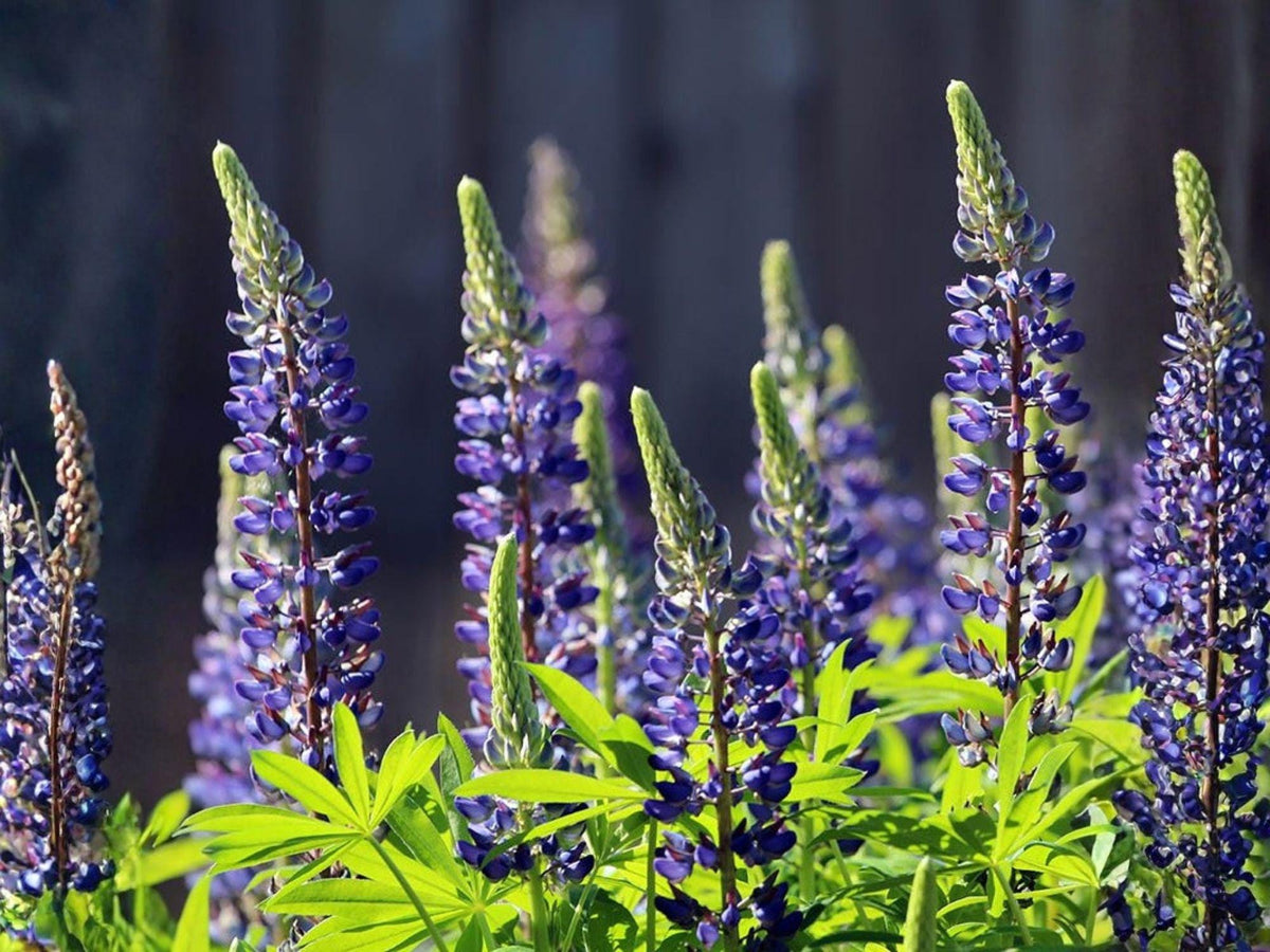 25 Blue Perennial Lupine Seeds – Heirloom Non-GMO Wildflower for Garden Planting