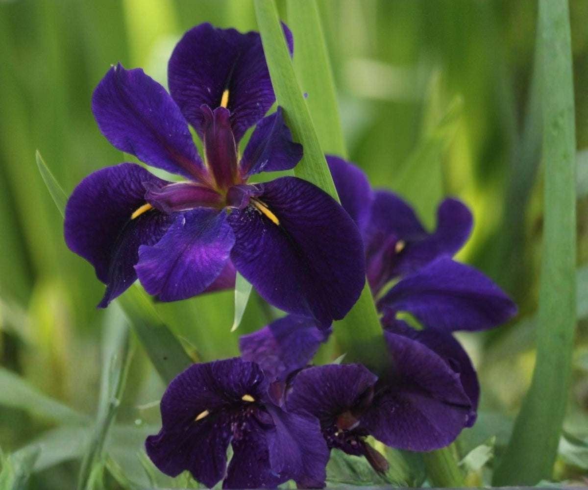 Full Eclipse Louisiana Iris – Hardy Aquatic Marginal Pond Plant for Water Gardens