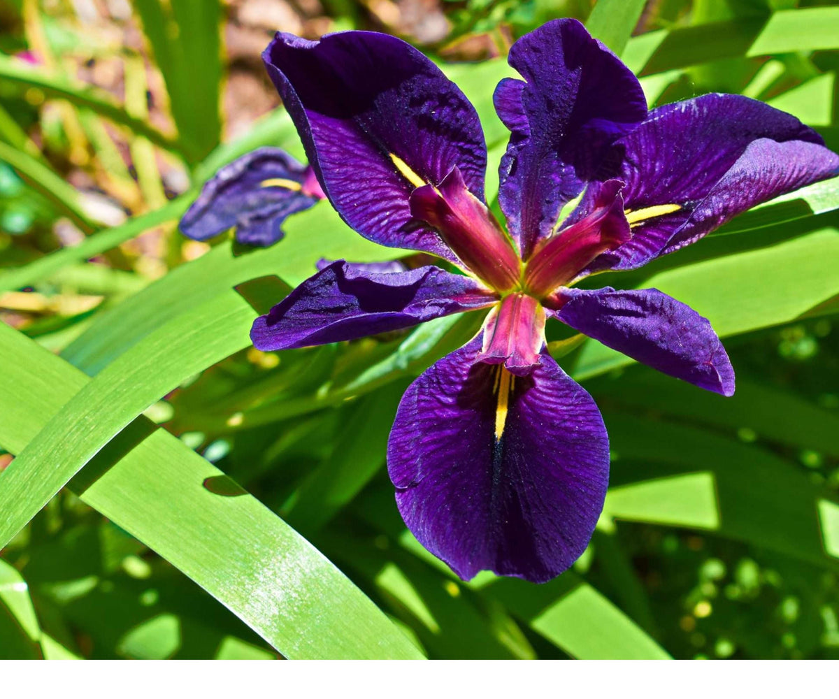Live Black Gamecock Louisiana Iris – Hardy Purple Aquatic Pond Plant