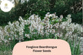 100 Foxglove Beardtongue Seeds – Penstemon digitalis Native White Wildflower Perennial