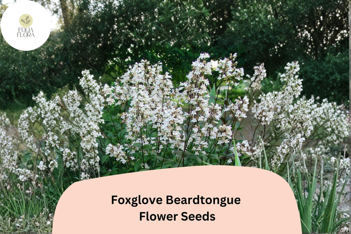 100 Foxglove Beardtongue Seeds – Penstemon digitalis Native White Wildflower Perennial