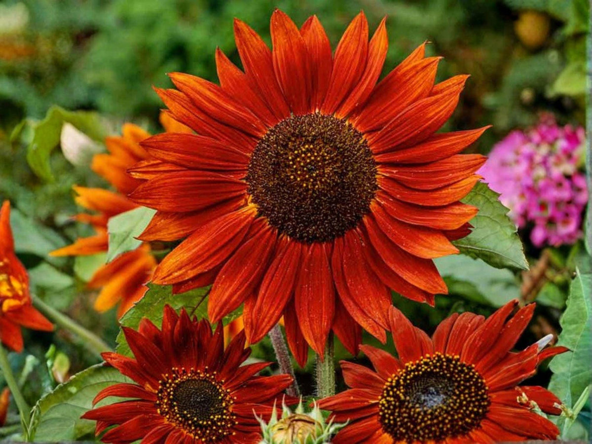 Velvet Queen Sunflower Seeds – 15 Deep Red Heirloom Annual Blooms