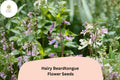 100 Hairy Beardtongue Seeds – Penstemon hirsutus Perennial for Pollinator Gardens