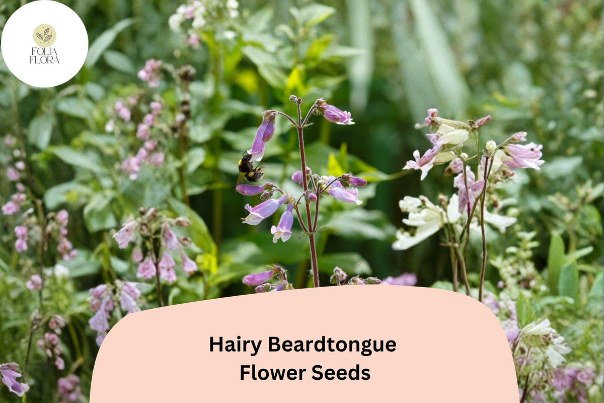 100 Hairy Beardtongue Seeds – Penstemon hirsutus Perennial for Pollinator Gardens