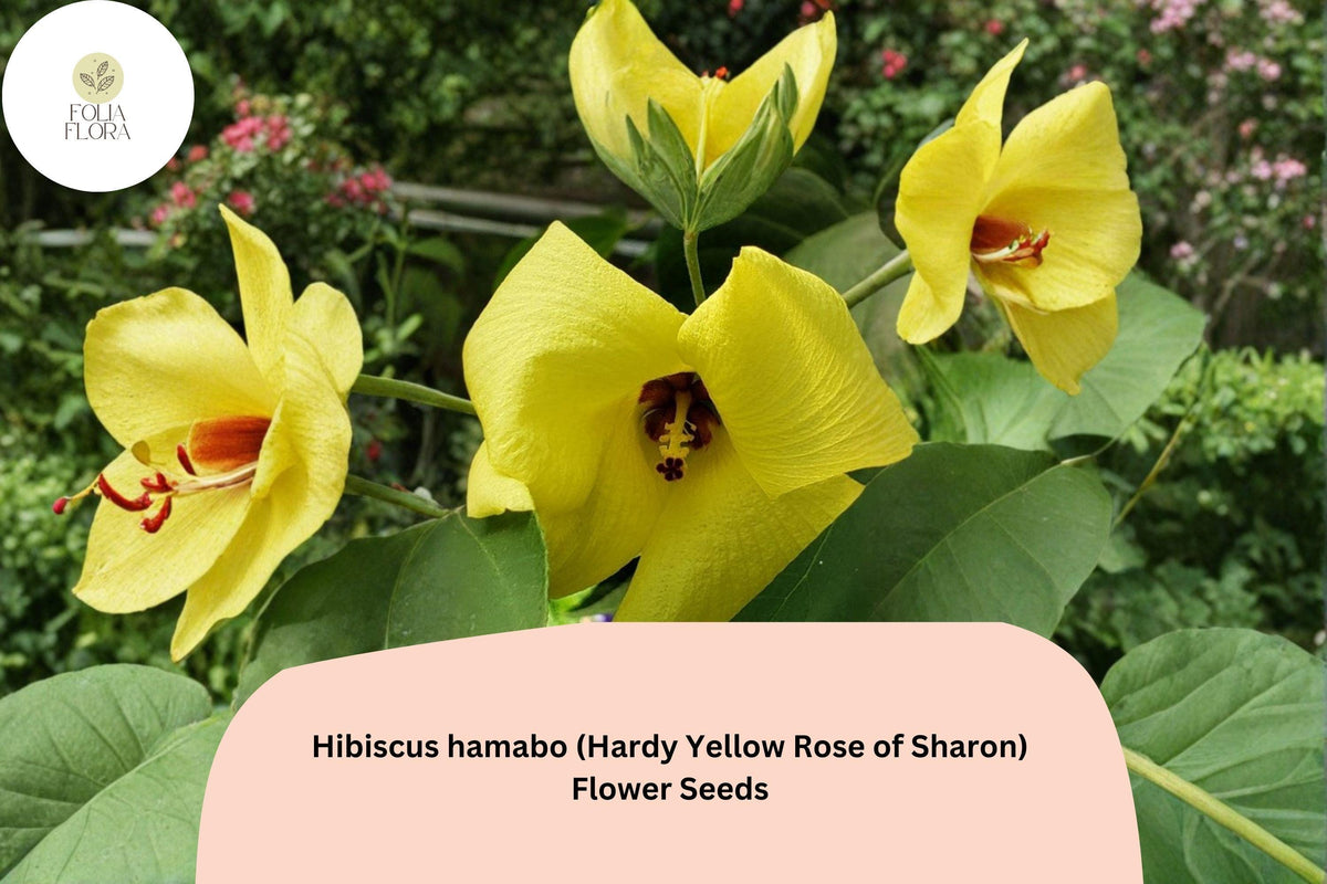 10 Hardy Yellow Rose of Sharon Seeds - Hibiscus hamabo Ornamental Shrub