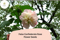 False Confederate Rose Seeds – 10 Hibiscus paramutabilis Hardy Hibiscus Pink White Flowers