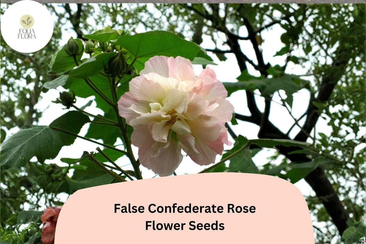 False Confederate Rose Seeds – 10 Hibiscus paramutabilis Hardy Hibiscus Pink White Flowers