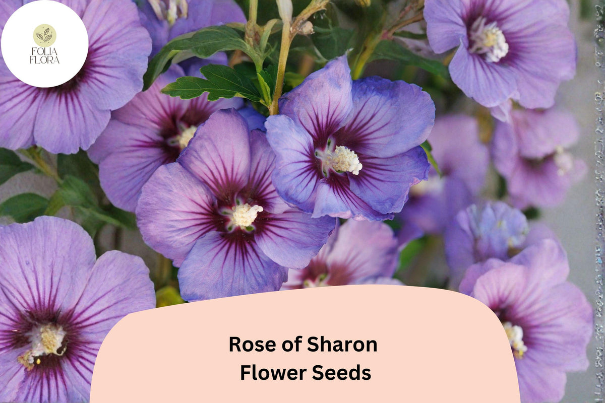 Rose of Sharon Seeds – 10 Hibiscus syriacus Shrub Althea Hardy Hibiscus