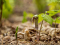5 Arisaema triphyllum Jack-in-the-Pulpit Seeds Native Woodland Shade Garden