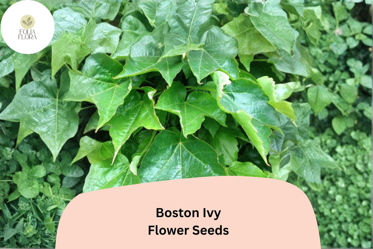 10 Boston Ivy Seeds – Parthenocissus tricuspidata Fast Growing Climbing Vine