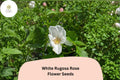 25 White Rugosa Rose Seeds – Hardy Fragrant Flowering Shrub for Garden Landscaping
