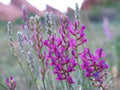 25 Oxytropis Lambertii Seeds – Showy Locoweed Native Prairie Wildflower