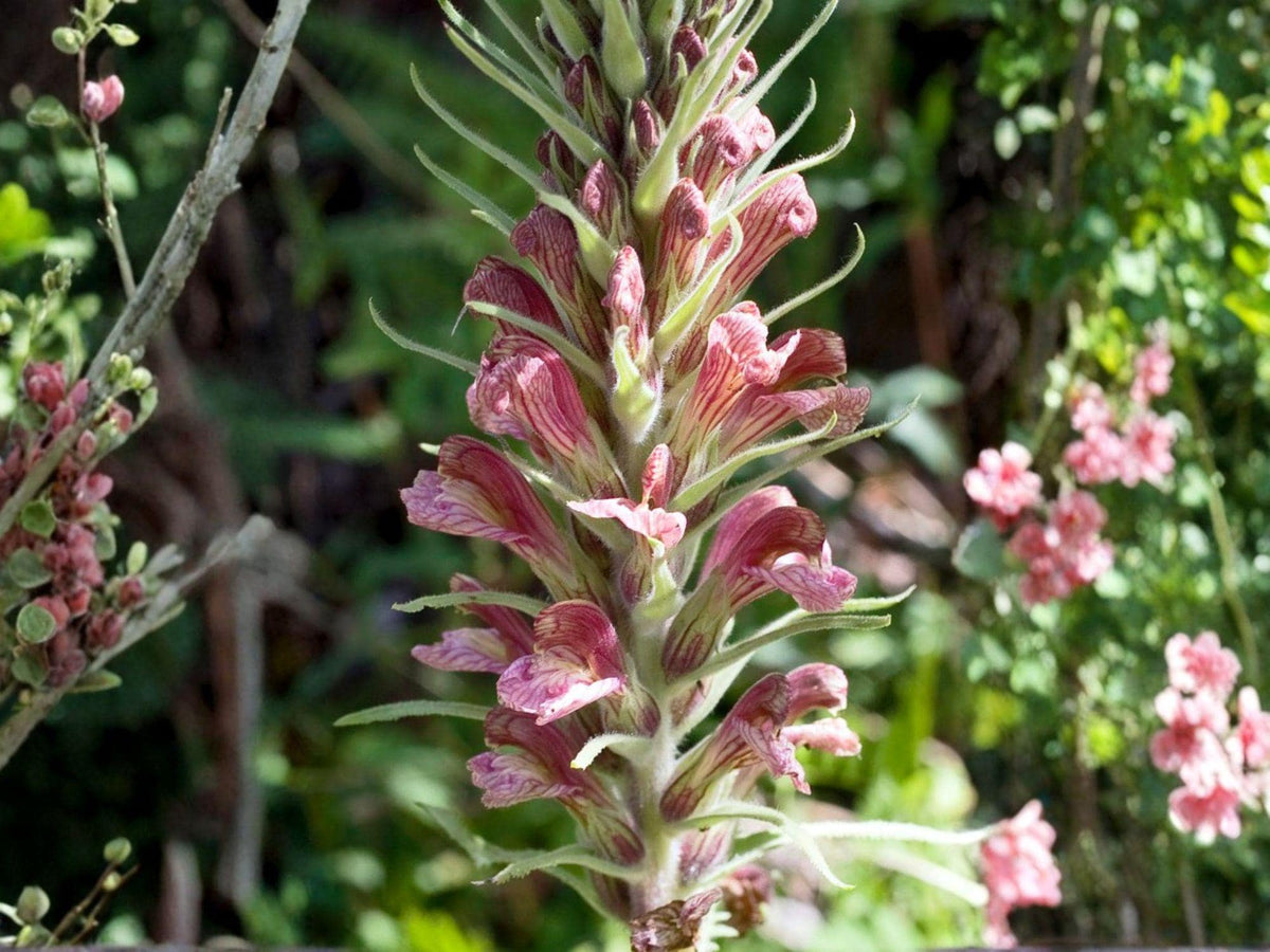 100 Pedicularis procera Seeds – Giant Lousewort Native Wildflower for Pollinator Gardens