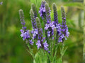 100 Verbena Hastata Seeds – Blue Vervain Native Wildflower – Tall Purple Pollinator Perennial for Rain Garden