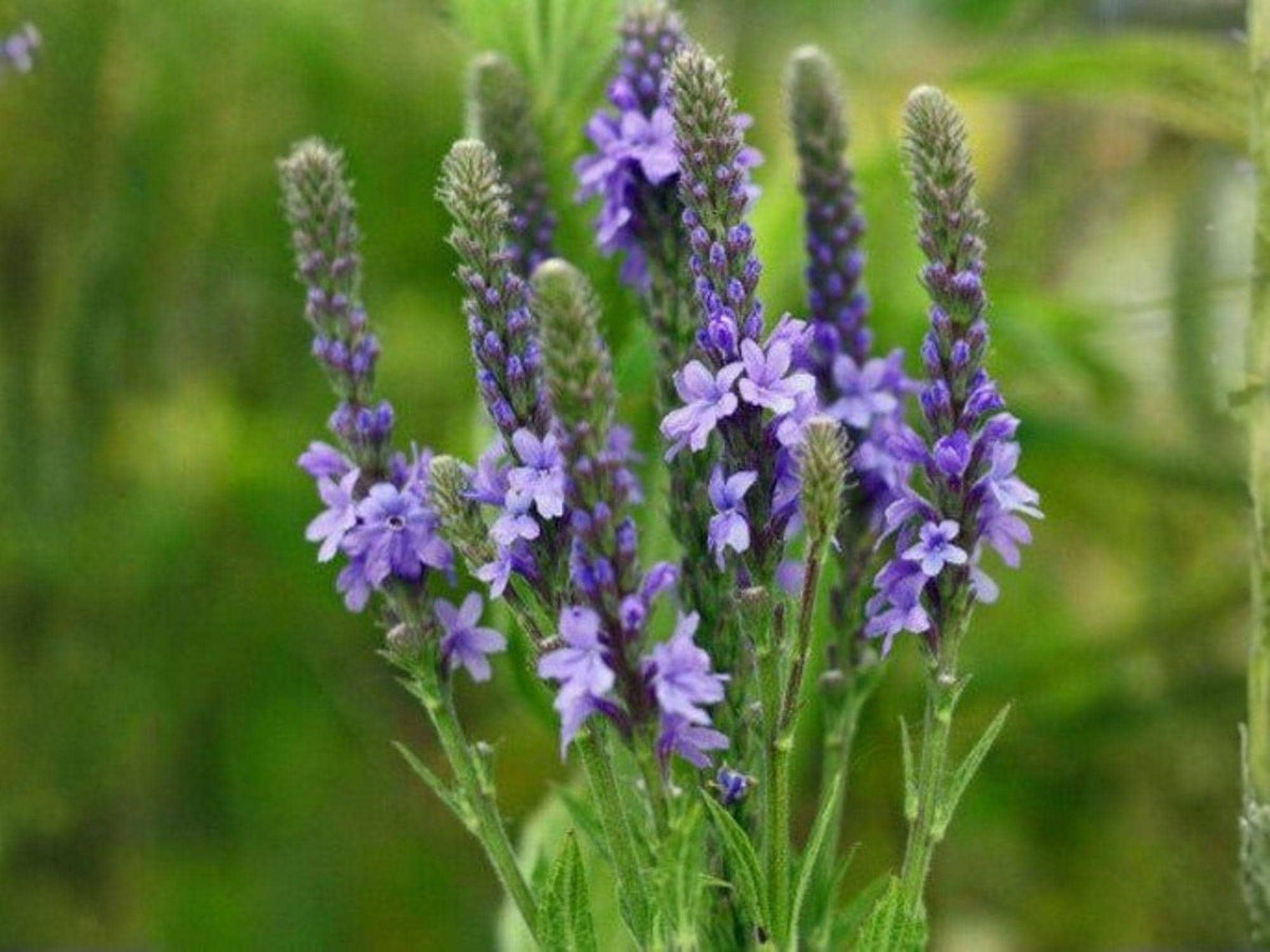100 Verbena Hastata Seeds – Blue Vervain Native Wildflower – Tall Purple Pollinator Perennial for Rain Garden